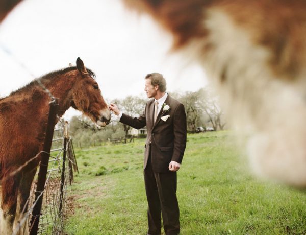 horses at wedding