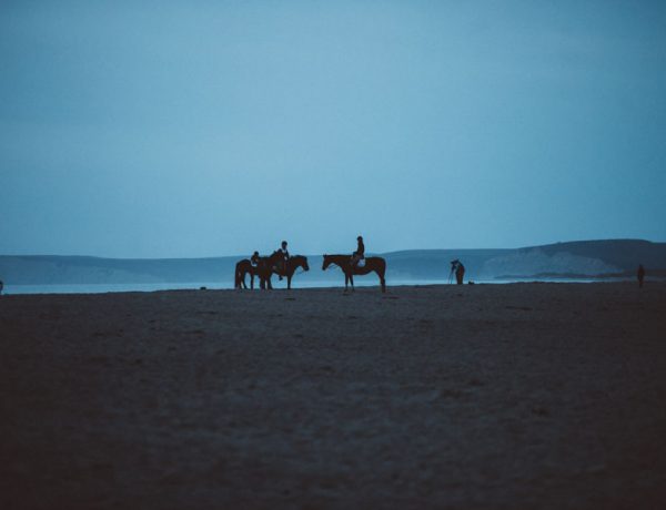 horses in Point Reyes